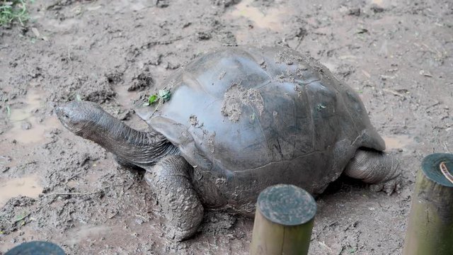 Giant Turtle in Mauritius on a beautiful park