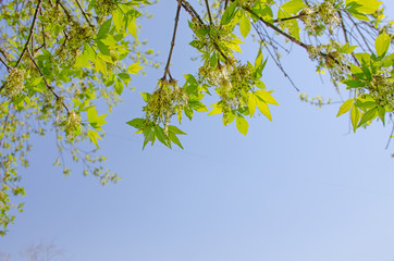 Spring a landscape green leaves against the background of the blue sky in May