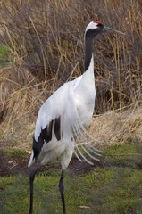 タンチョウヅル