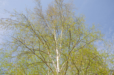 Spring a landscape green leaves against the background of the blue sky in May