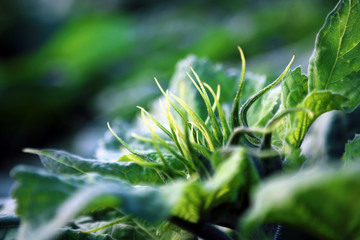 concrete sunflower sky green flowering