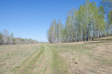 Spring a landscape the green wood in Sibir in May