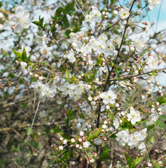Blooming Apple tree