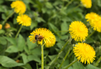 Bee on a yellow dandelion