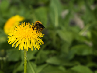 Bee on a yellow dandelion