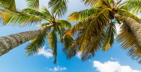 Palm trees and blue sky in Guadeloupe