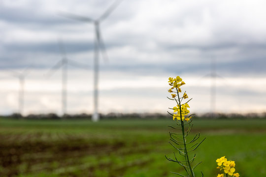 wind turbines in the field