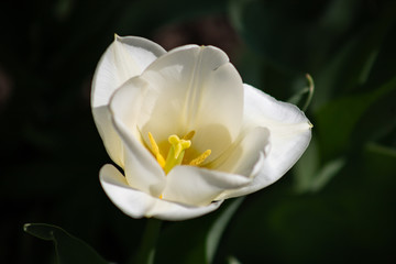 Obraz na płótnie Canvas Close-up image of a white Tulip with a yellow middle