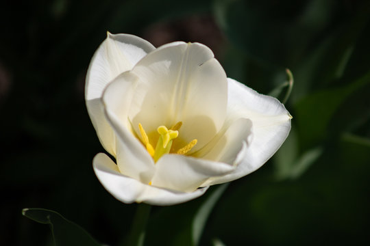 Close-up image of a white Tulip with a yellow middle