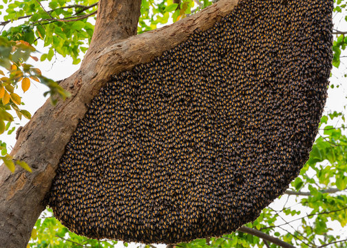 Honey nest deals