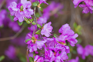macro purple flowers in the garden