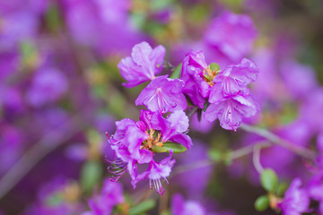 macro purple flowers in the garden