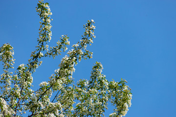 Apple tree blooms against the sky on a blue backgroun