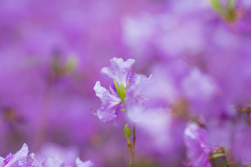 Fototapeta na wymiar macro purple flowers in the garden