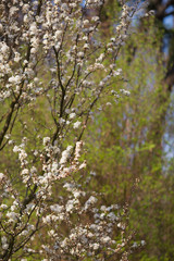 A blooming branch of apple tree in spring