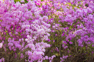 pink flowers in the garden
