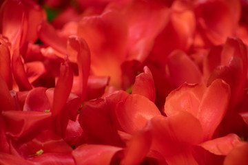 Tulip macro close up shot