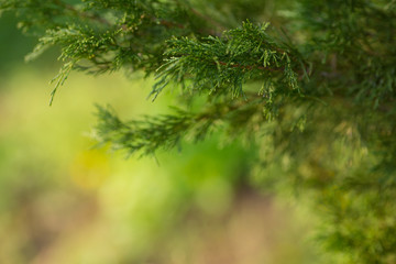 Macro branch of spruce on a green background.