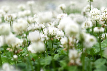 クローバーの花