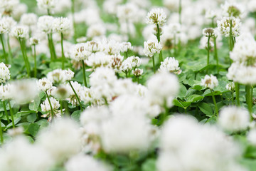 クローバーの花