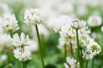 クローバーの花