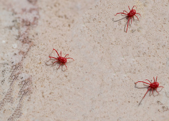 Red spider-mite with long legs. It wakes up in the spring when the sun warms the soil