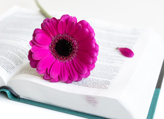 Flat lay open Bible / book and pink/purple/violette/red Gerbera flower on a white background. With...