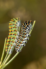 close-up view of Caterpillars of Papilio Machaon, swallowtail caterpillars in wildlife