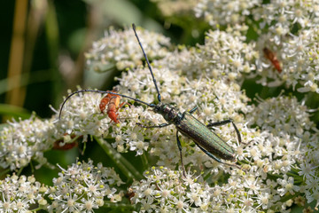 close-up view of beautiful beetle crawling on white blooming flowers