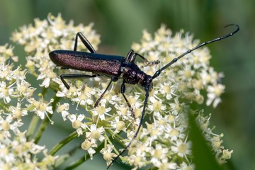 close-up view of beautiful beetle crawling on white blooming flowers