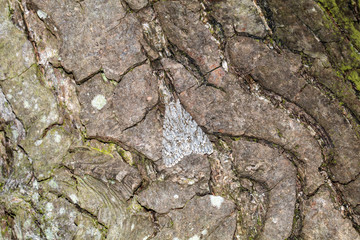 close-up view of old rough natural wooden texture, full frame view