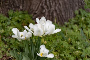 Close-up image of a white Tulip with a yellow middle