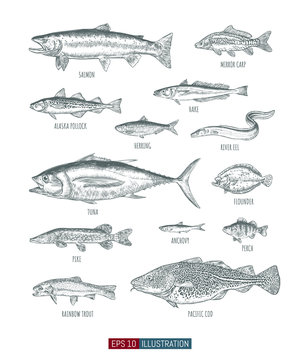 Hand drawn realistic river and ocean fishes set. Engraved style vector illustration. Template for your design works.