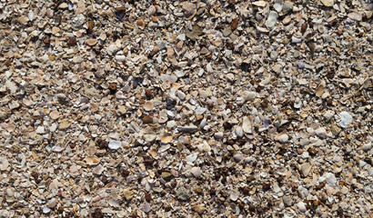 Closeup of seashells on the beach under sunlight. The natural art background and template. 