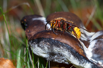 close-up view of beautiful European hornet animal in wildlife, selective focus