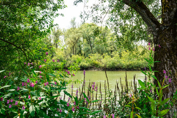 water landscape with flowers  in National Park Biesbosch, Merwelanden, Dordrecht, The Netherlands