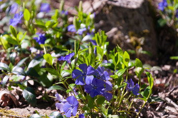 Periwinkle plant with green leaves and blue flowers