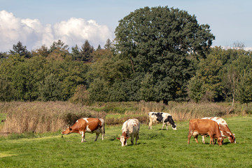 Obraz premium cows grazing on green pasture at sunny summer day