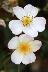 close-up view of beautiful white wild rose flowers blooming in garden