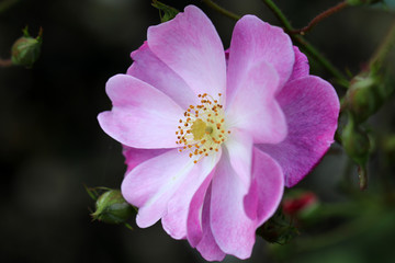 close-up view of beautiful pink wild rose flower blooming in garden