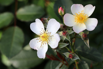 close-up view of beautiful white wild rose flowers blooming in garden
