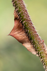 close-up view of beautiful grass plant on blurred natural background