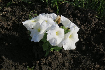 bouquet of white flowers