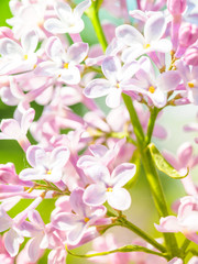 Blooming lilac purple flowers, selective focus. Branch of lilac in the sun light. Blossom in Spring. Spring concept background.