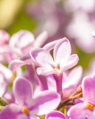 Blooming lilac purple flowers, selective focus. Branch of lilac in the sun light. Blossom in Spring. Spring concept background.