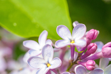 Blooming lilac purple flowers, selective focus. Branch of lilac in the sun light. Blossom in Spring. Spring concept background.