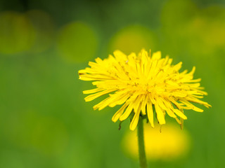 Taraxacum is a large genus of flowering plants in the family Asteraceae. Macro photo of flowers in spring. shallow depth of field. Beautiful background with bokeh.