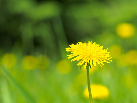 Taraxacum is a large genus of flowering plants in the family Asteraceae. Macro photo of flowers in spring. shallow depth of field. Beautiful background with bokeh.