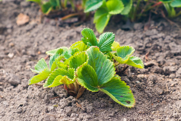 Strawberry leaves in garden