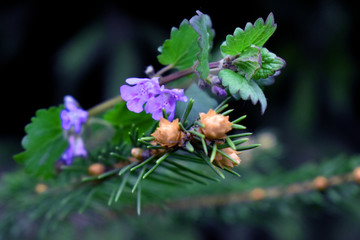 Blue flowers in the forest